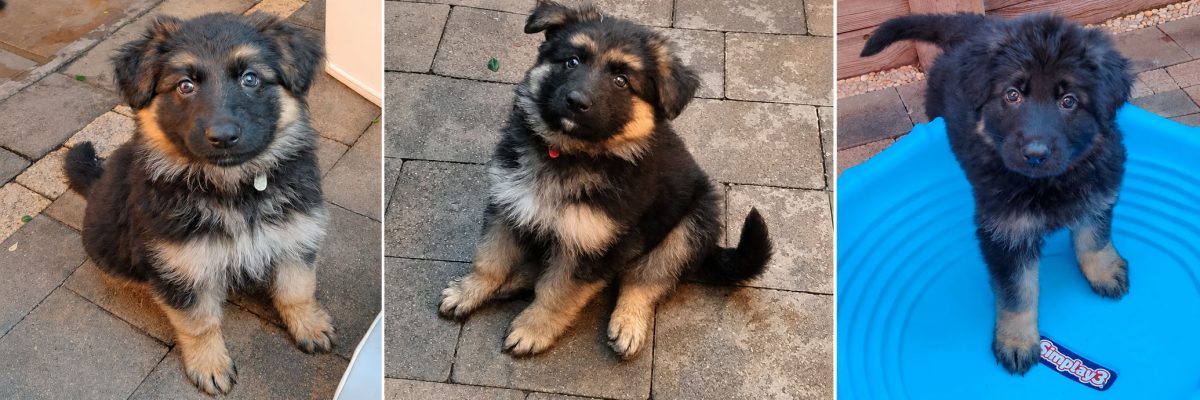 Nryeemas Puppy Updates Nryeemas Puppy Updates