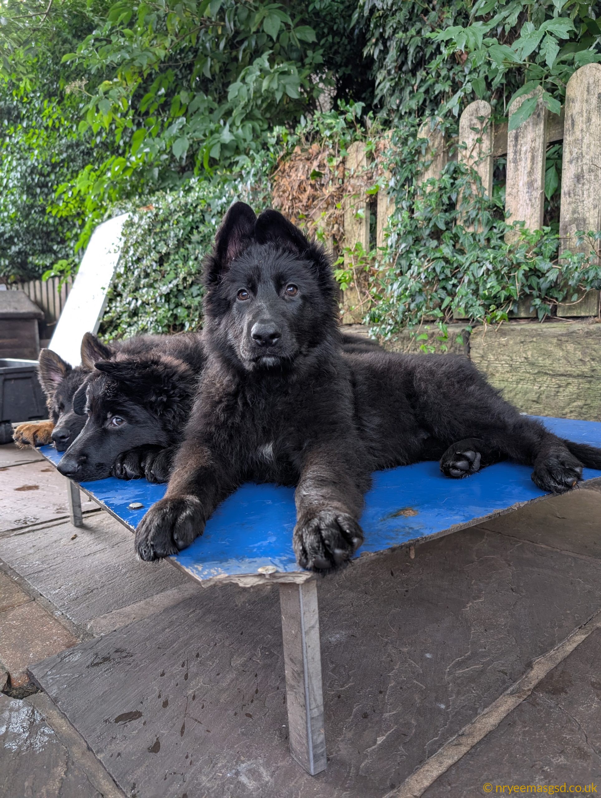 Two Stunning Females Looking For Their Forever Homes