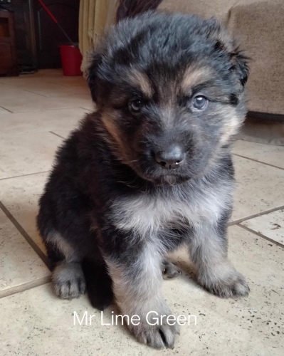 Boys From Feb 22 Litter