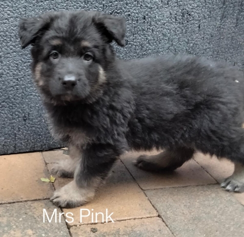 More From The Feb 22 Litter