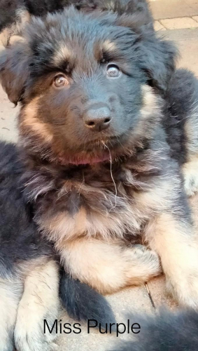 Girls From June '22 Litter - August Update