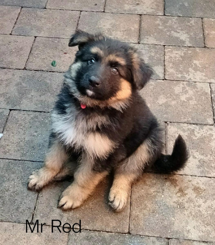 Boys From June '22 Litter - August Update