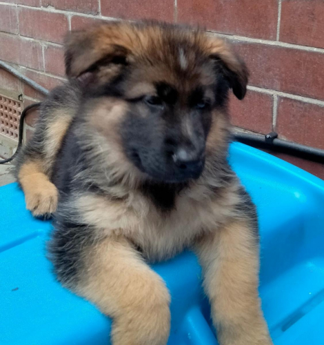 April '23 Litter - Mr Yellow