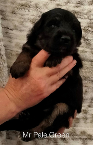 Boys From June '22 Litter