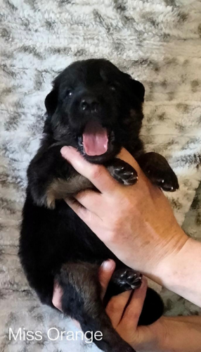 Girls From June '22 Litter