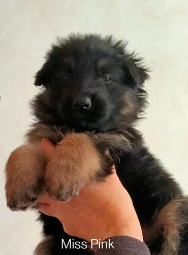 Girls From The June 22 Litter - 4 Weeks Old