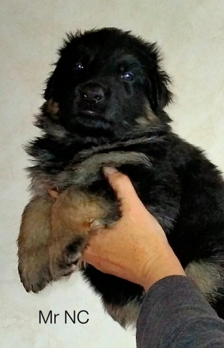 Boys From The June 22 Litter - 4 Weeks Old